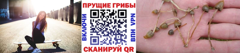 mega рабочий сайт  Микунь  Галлюциногенные грибы Cubensis 